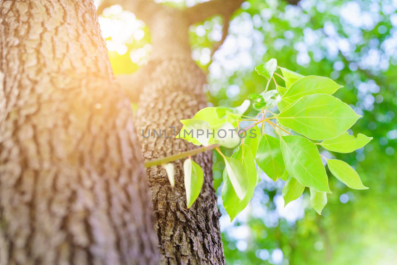 new life, new born green leave growth on the old tree, summer concept