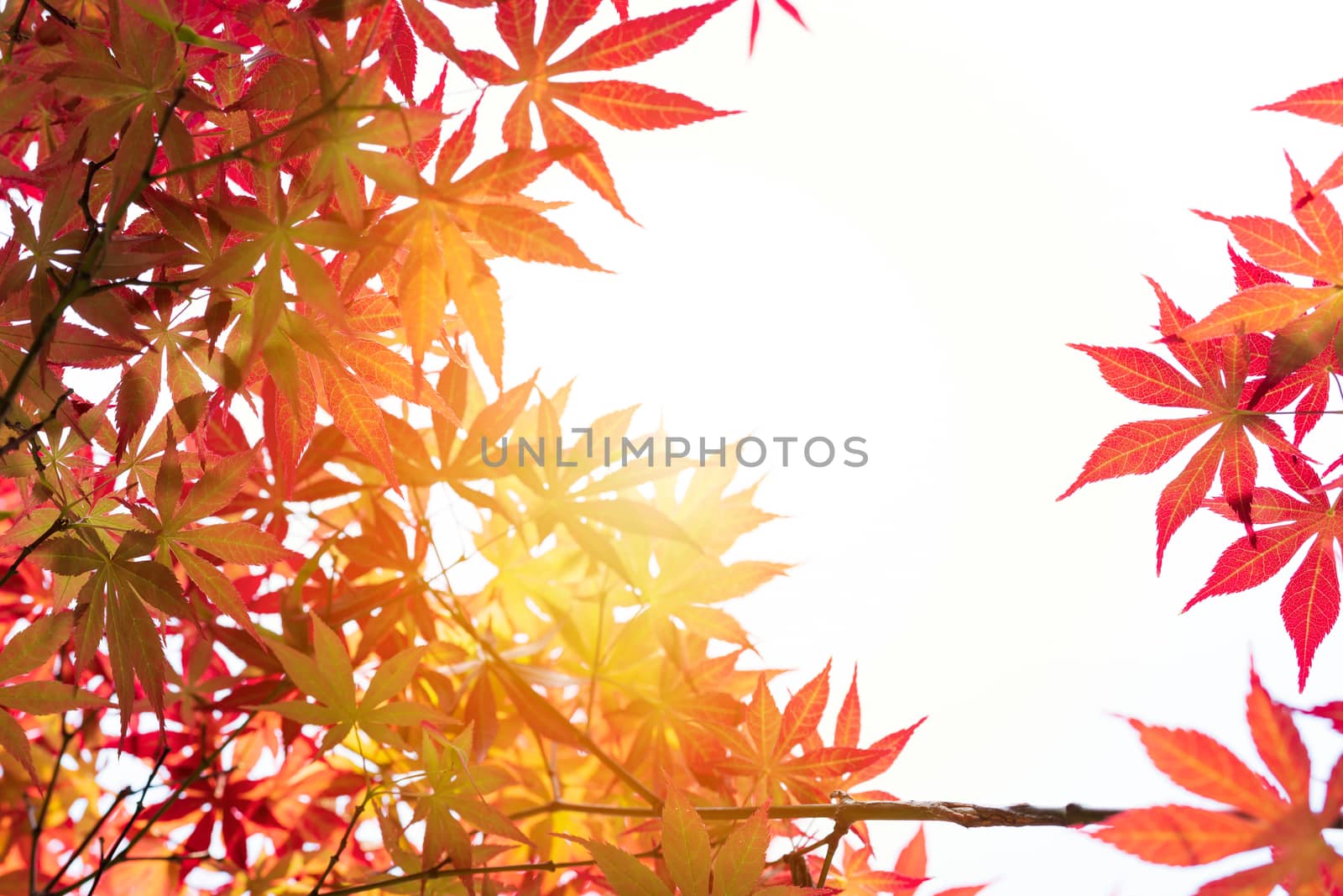 low angle view of red maple leaf tree, backgrounds and texture c by psodaz