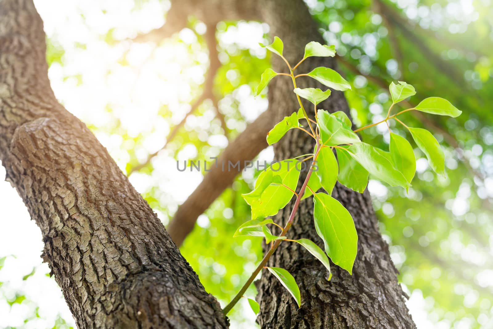 new life, new born green leave growth on the old tree, summer co by psodaz