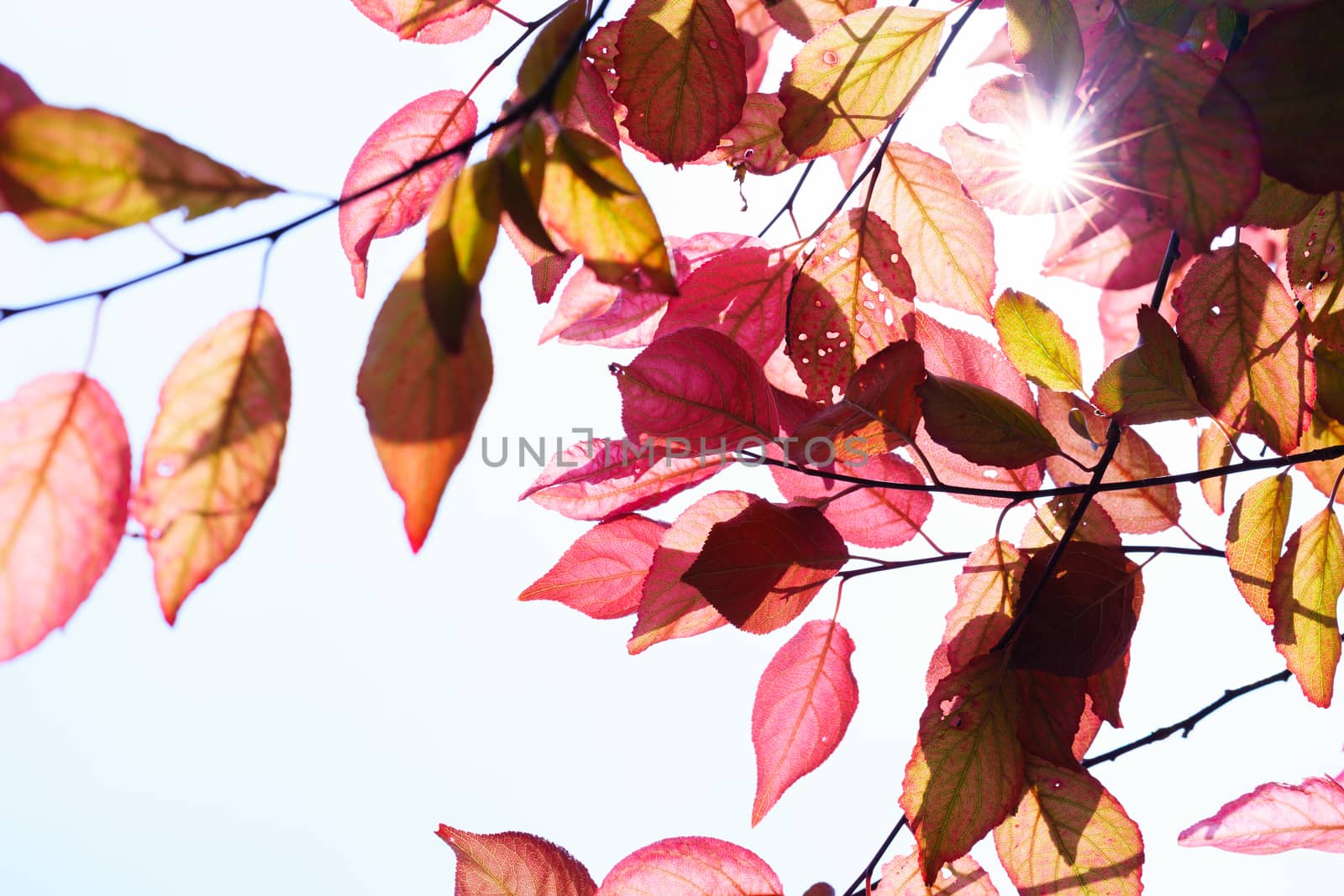 Fall in the forest. spring tree with red leaves and rays of sun light