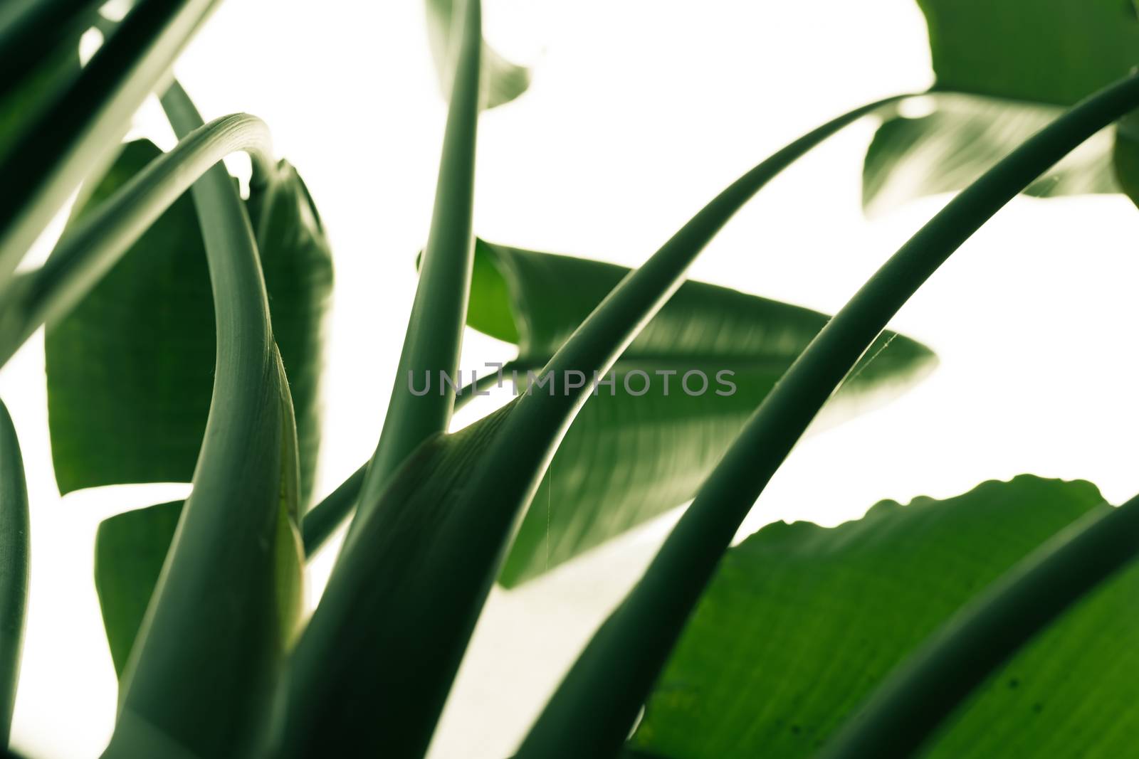 banana leaf low angle view, tropical nature forest texture backg by psodaz