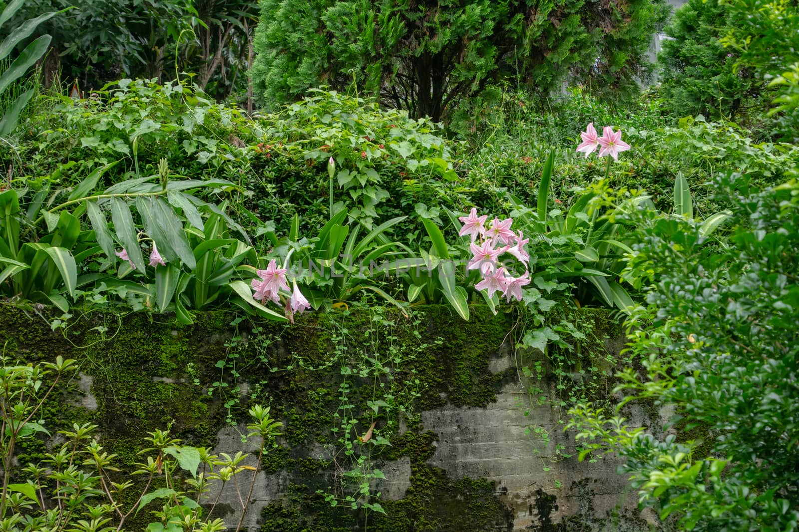 The view of pink lily flower and various plants on concrete wall in garden behide house.