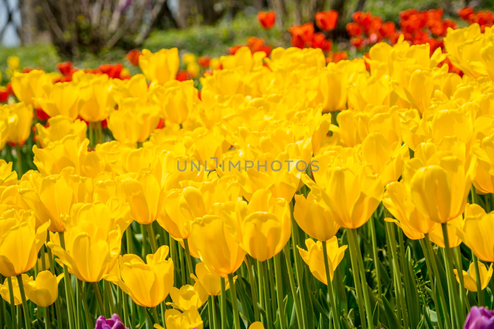 The high contrast of yellow tulips garden by psodaz