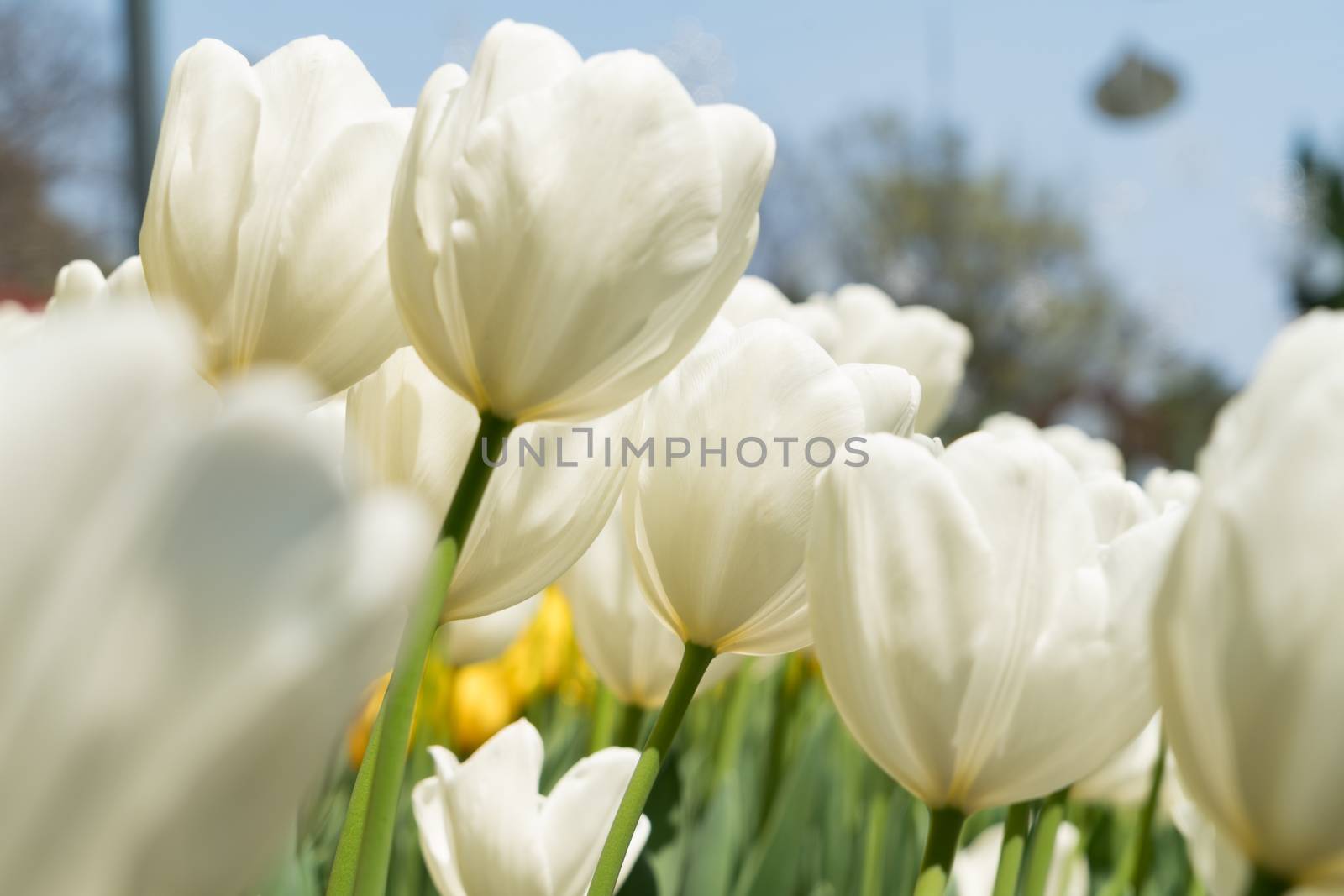 close up the beautiful pure white tulips by psodaz