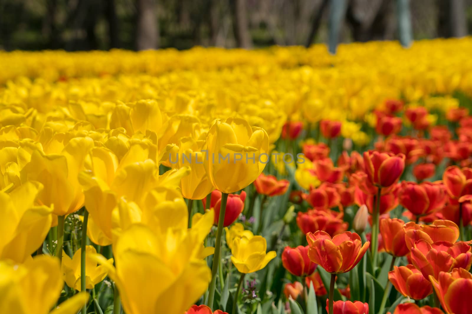 The high contrast of yellow and orange tulips garden