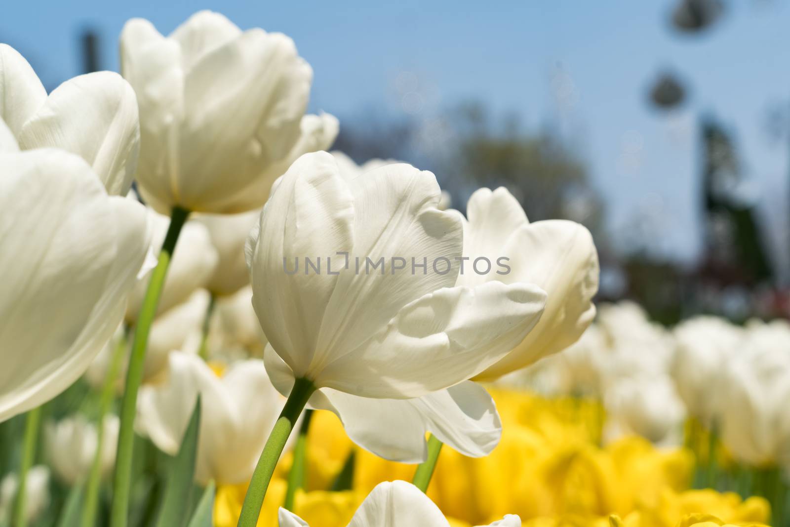 close up the beautiful pure white tulips by psodaz