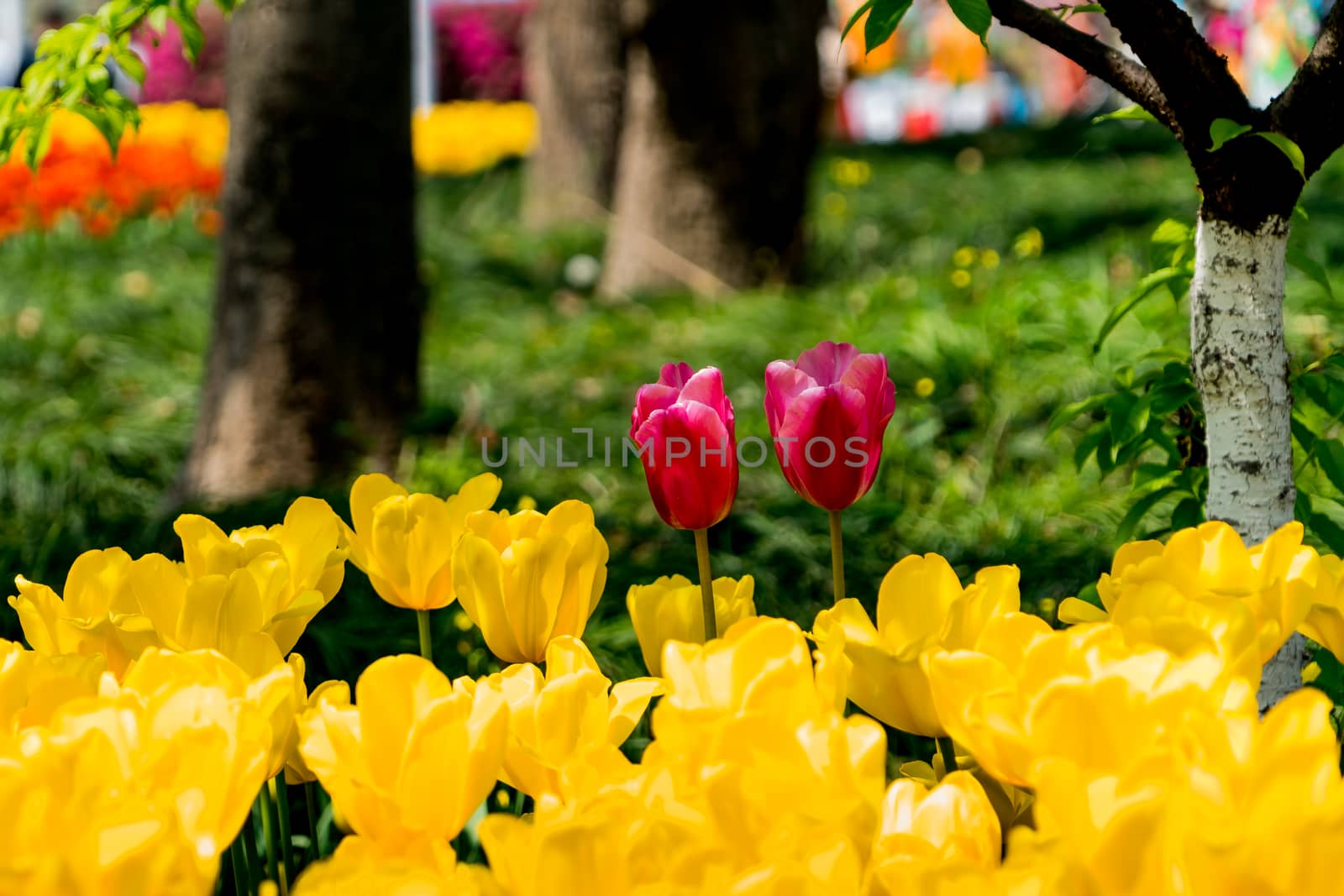 The purple tulips in the yellow tulips garden by psodaz