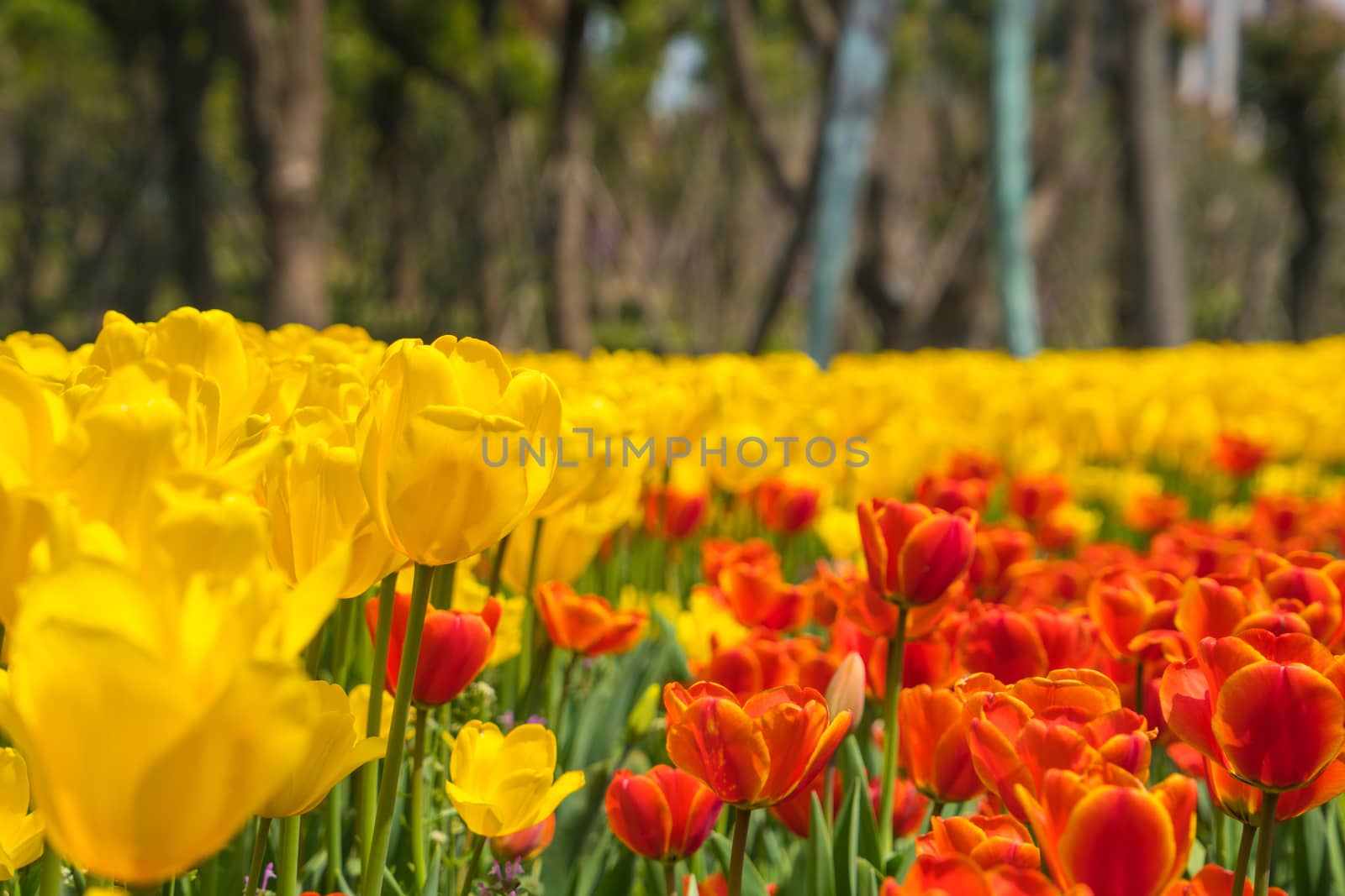 The high contrast of yellow and orange tulips garden by psodaz