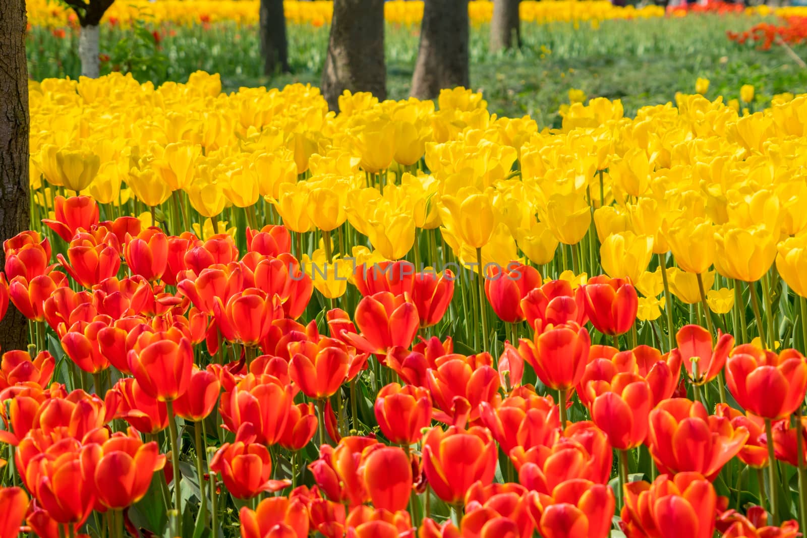 The high contrast of orange and yellow tulips garden by psodaz