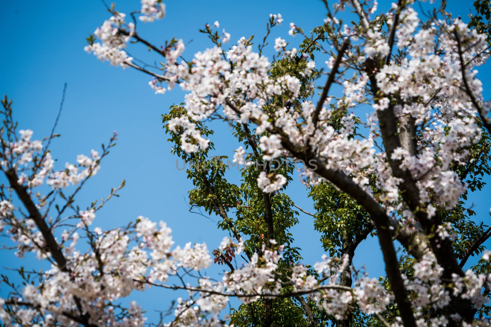 Sweet cherry blossom blooming in sunshine day by psodaz