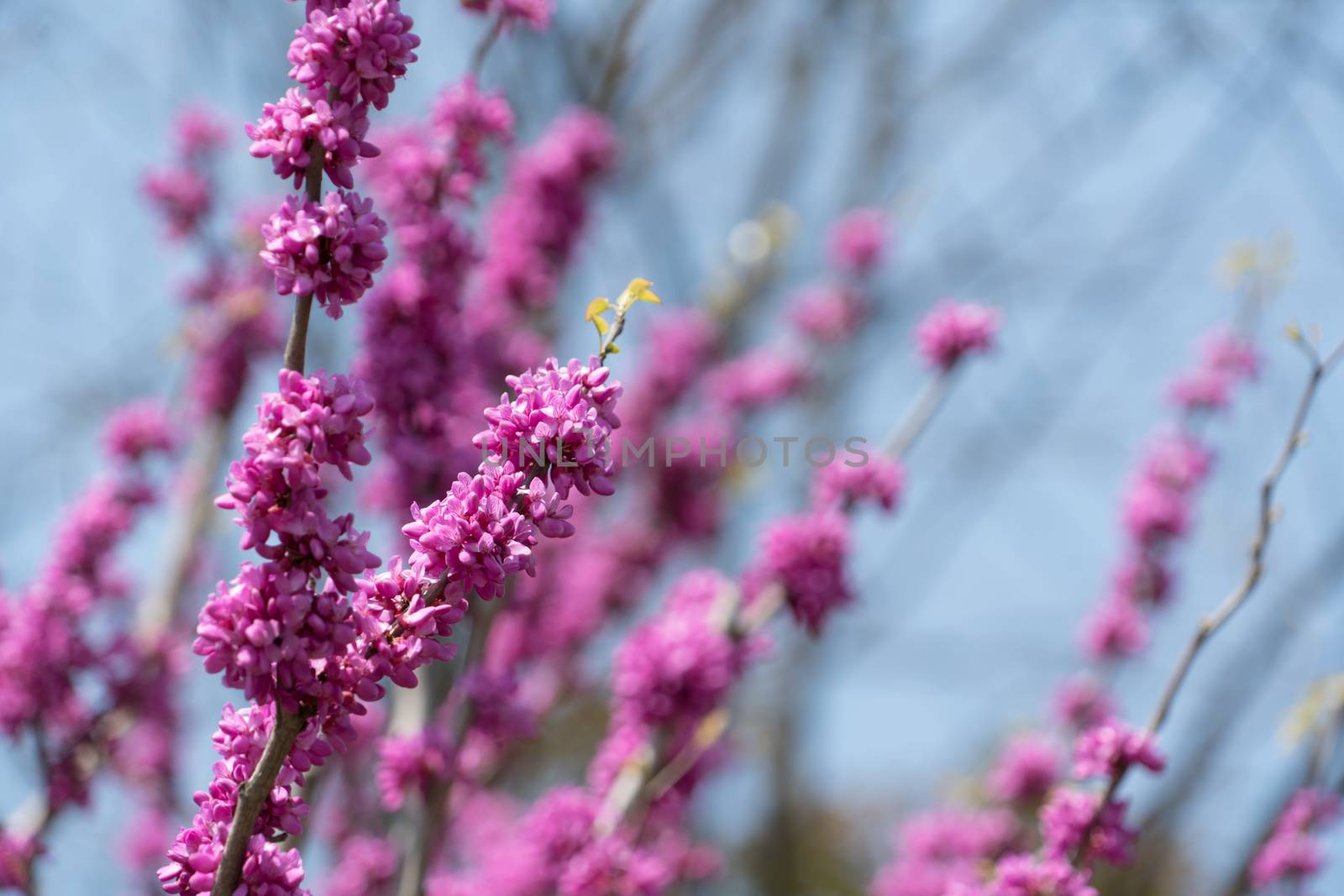 close up spring beautiful pink flower on the blurred sky