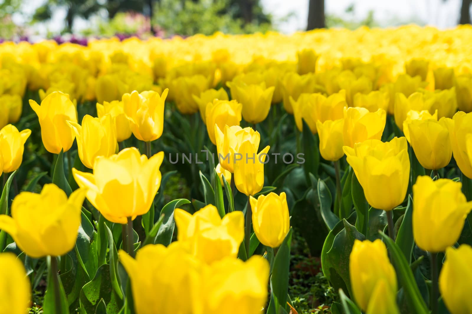 the high contrast of yellow tulips garden by psodaz