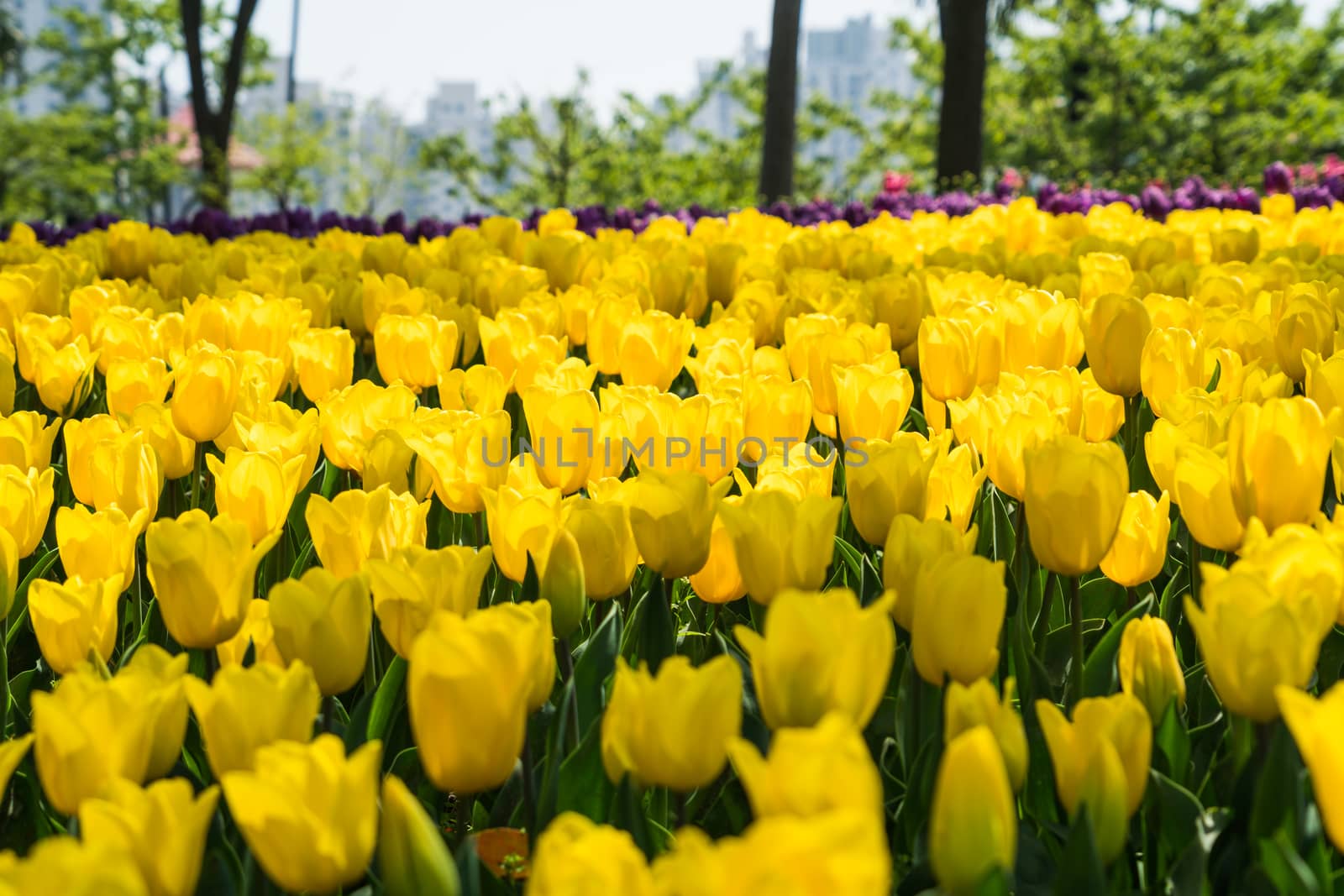 the high contrast of yellow tulips garden by psodaz