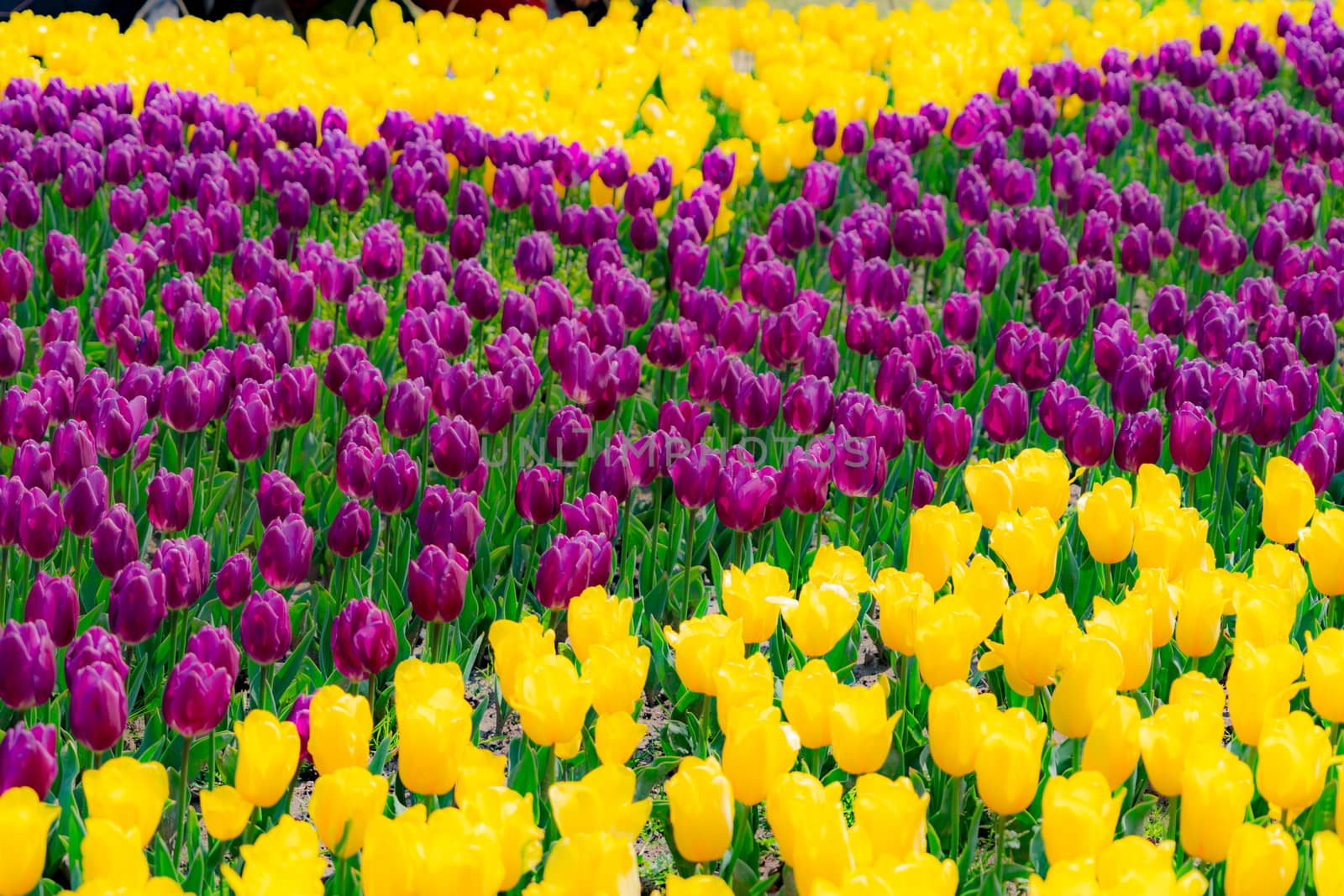 The high contrast of purple and yellow tulips garden by psodaz