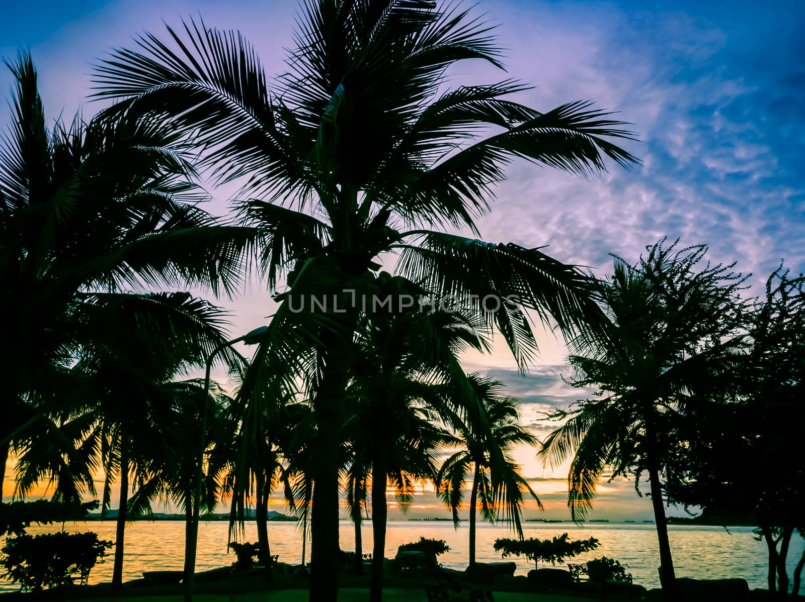 the silhouette of tropical beach coconut tree with sunset time by psodaz