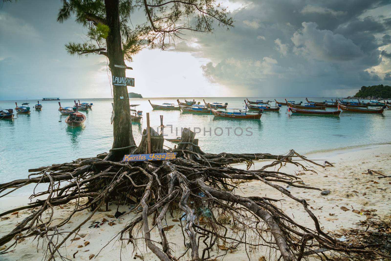 Koh Lipe Satun, Thailand Oct, 2017 : a big root of the pine tree by psodaz