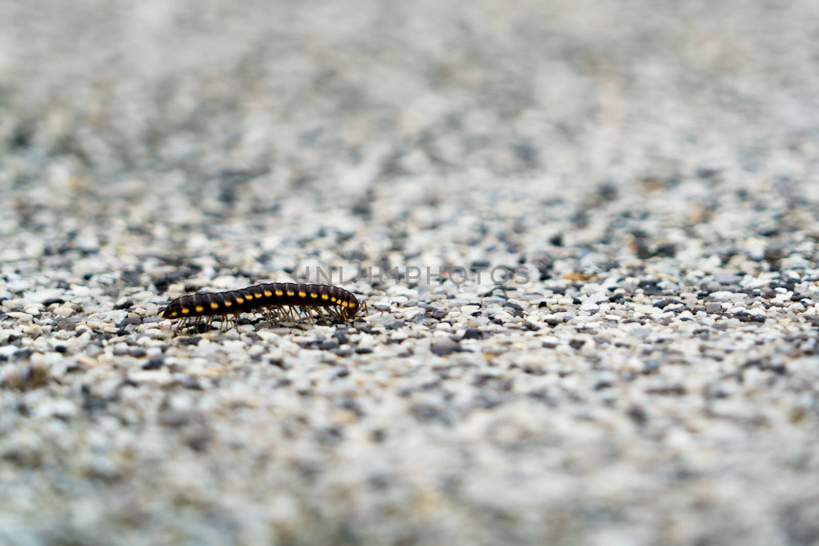 closeup a small insect walking alone on the blur gravel surface by psodaz