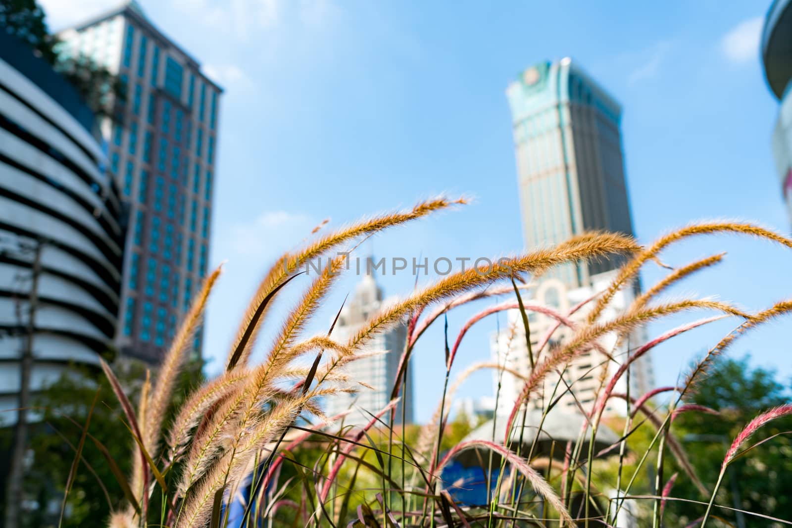 closeup grass meadow with blur city view background by psodaz