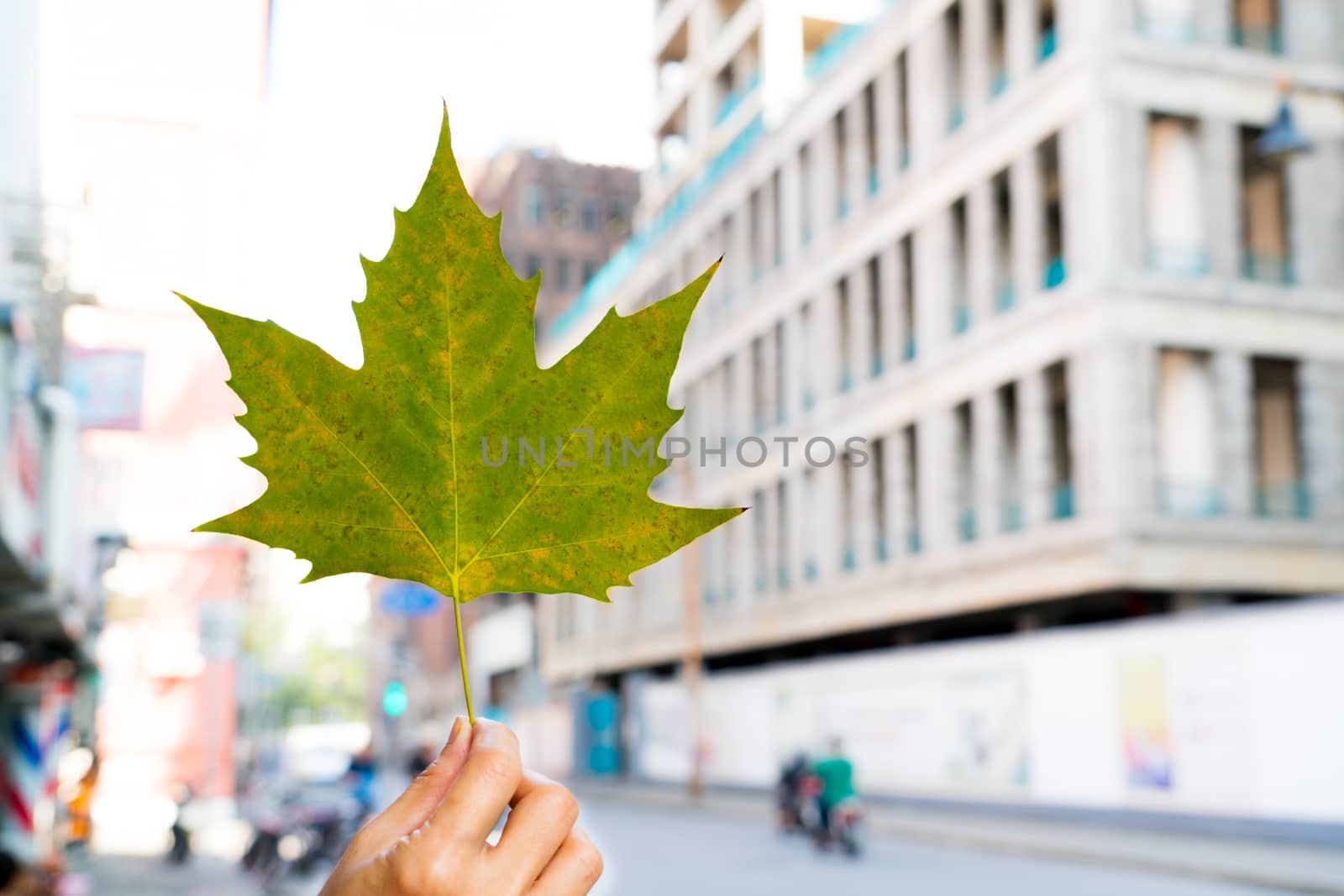 the green maple leaf in the hand with blur city life background by psodaz