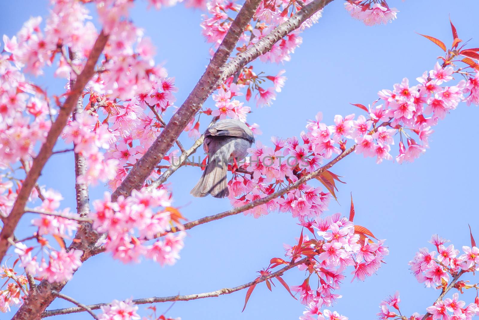 Pink Cherry Blosssom with white-headed bulbul bird by yuiyuize