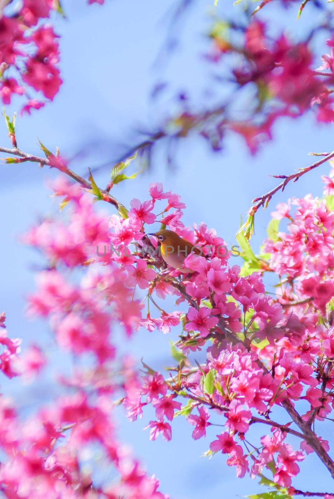 Pink Cherry Blosssom with blue sky by yuiyuize