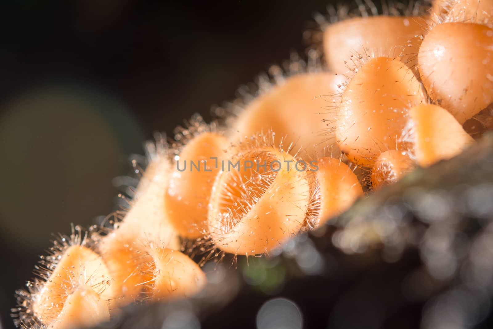 Orange mushroom, champagne mushroom in rain forest. by yuiyuize