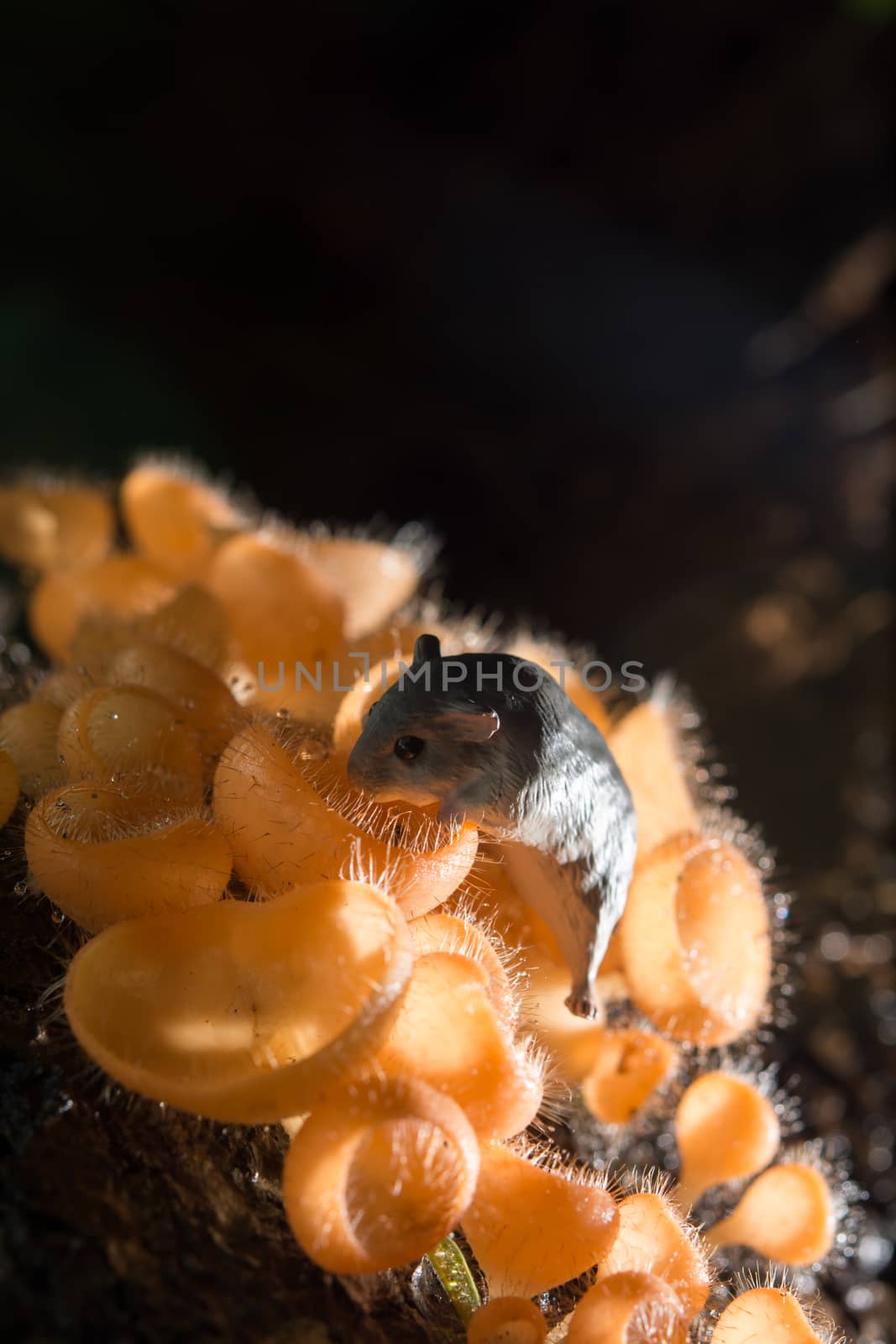 Mushroom in the rain forest among the fallen leaves and bark with the rat
