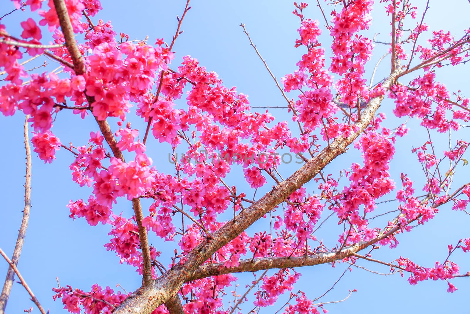 Pink Cherry Blosssom with blue sky by yuiyuize