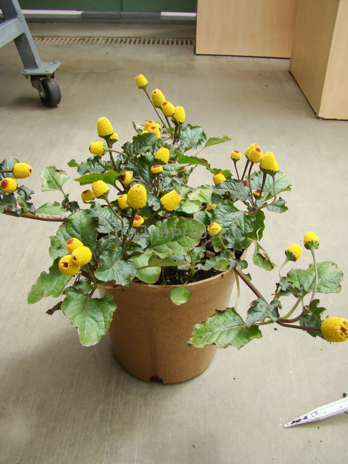 Fresh flowering para cress plant, Spilanthes oleracea by yuiyuize