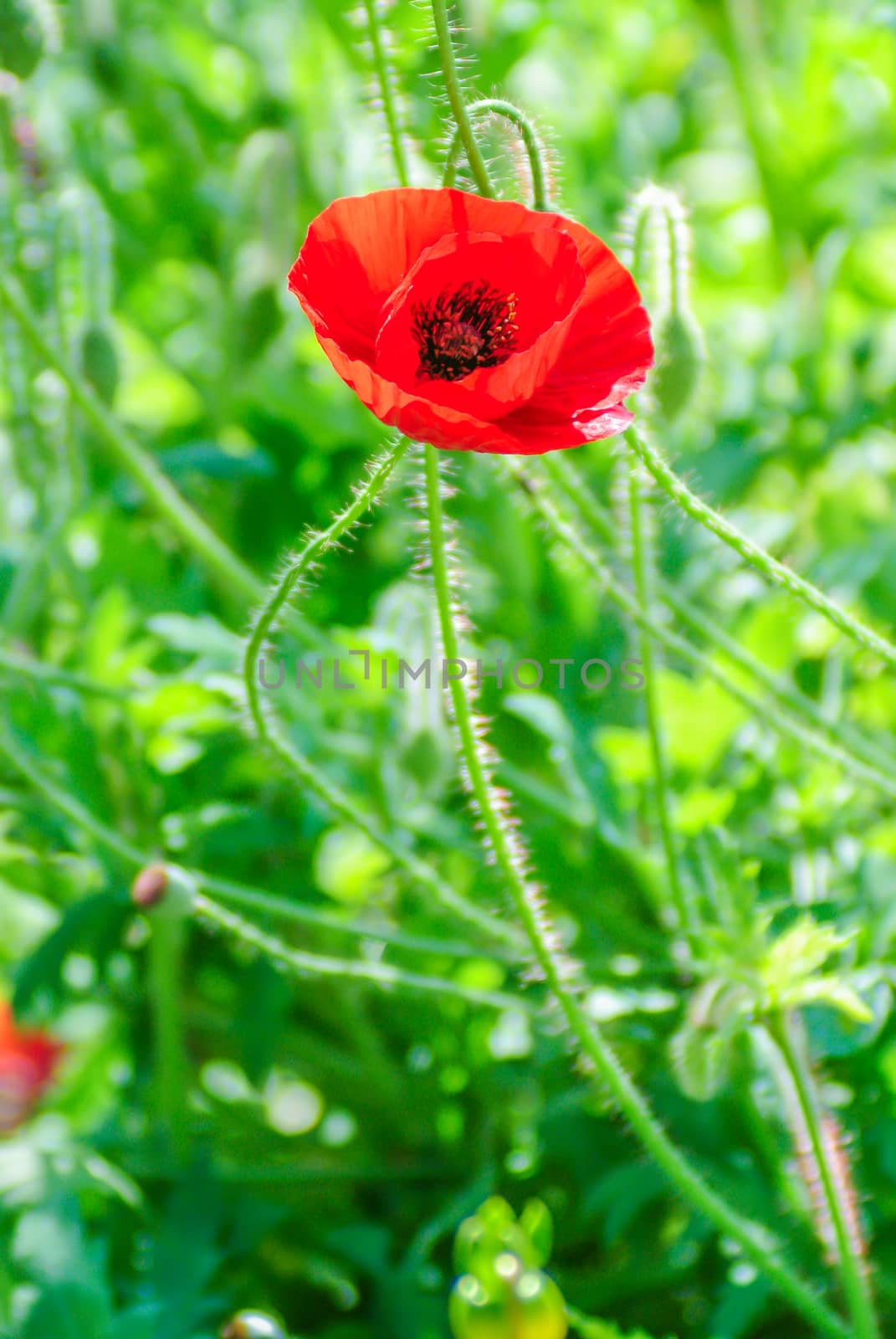 Poppies flowering Latin papaver rhoeas with the light behind