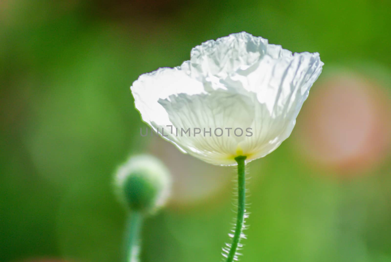 Red and pink poppy flowers in a field, red papaverRed and pink p by yuiyuize