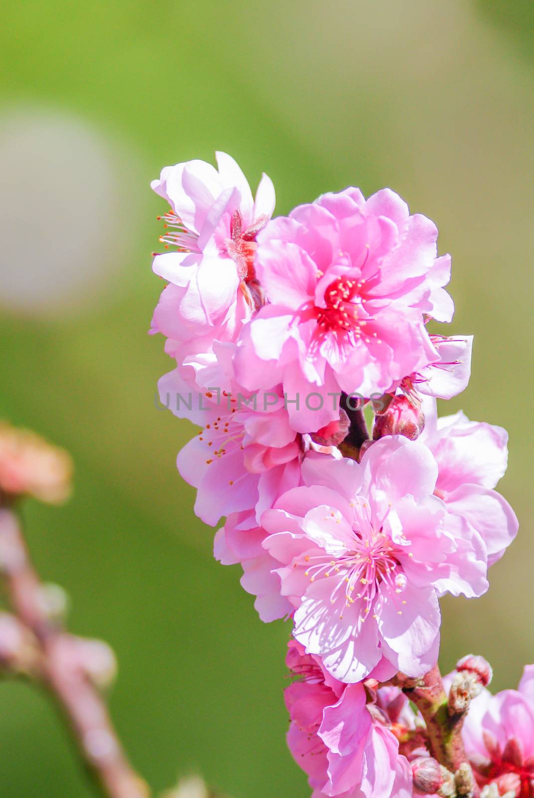 Spring time with beautiful cherry blossoms, pink sakura flowers.
