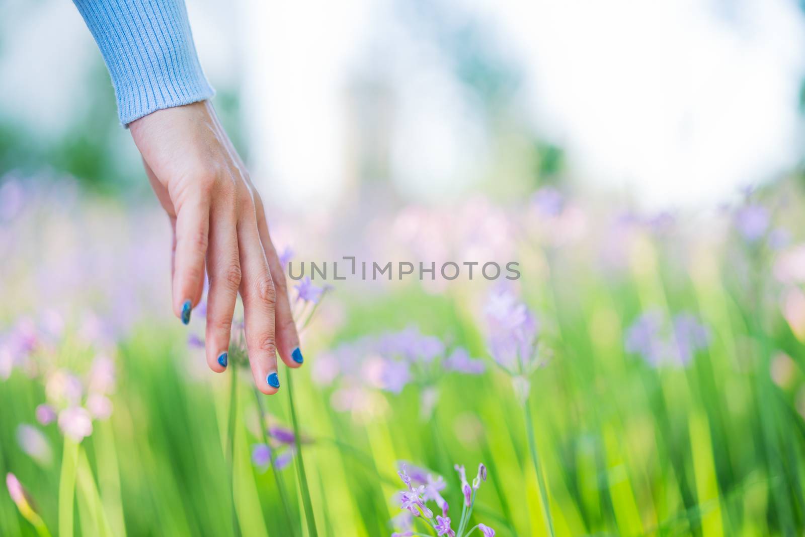 Women and flowers in the field. women hand touching the purple flower with copy space