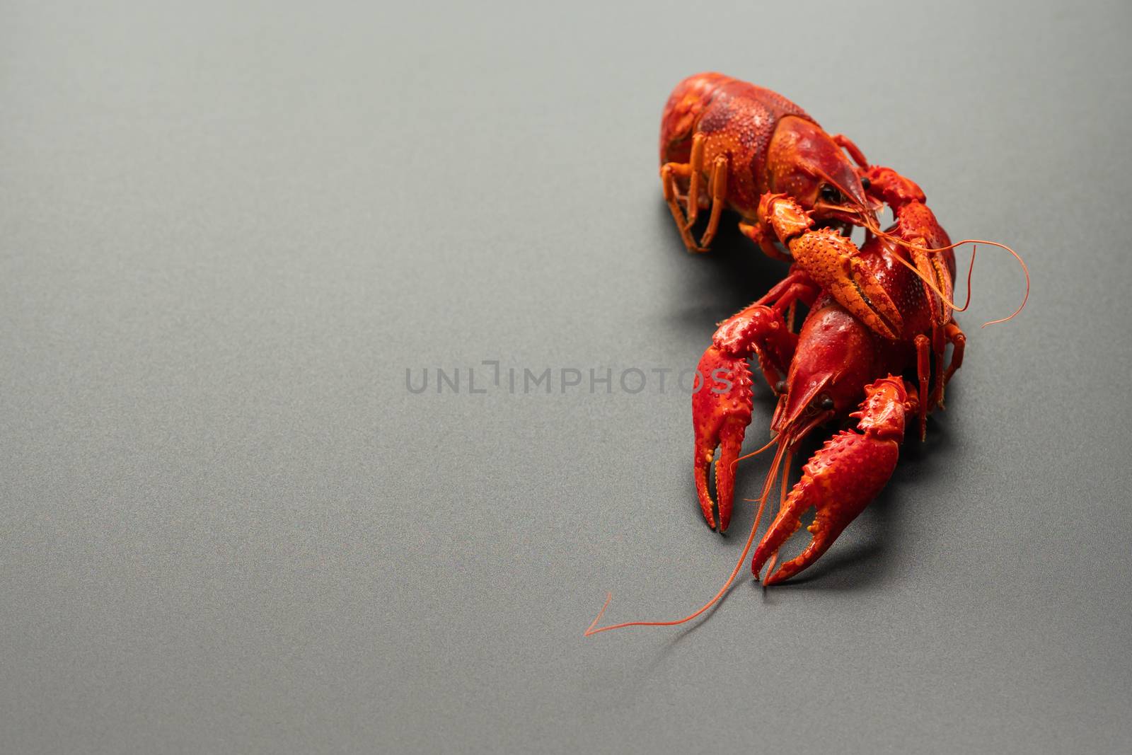 Crayfish red, Baby Lobster portrait on black background