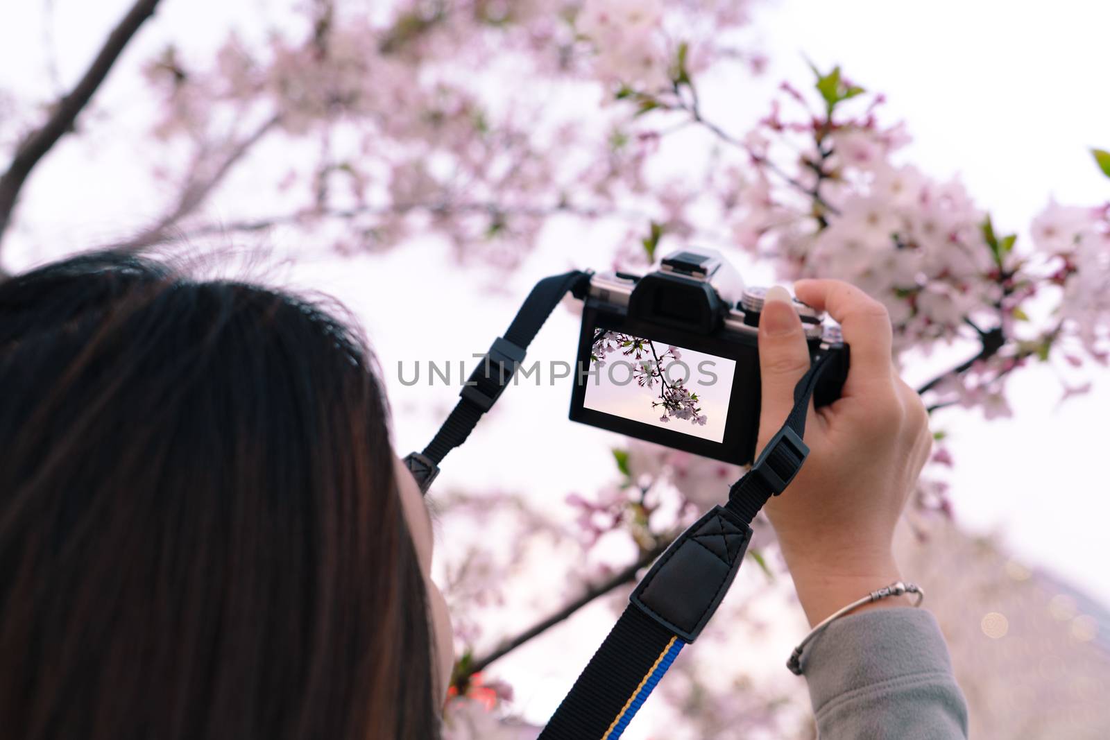Beautiful cherry blossom sakura in spring time on woman hand holding DSLR camera