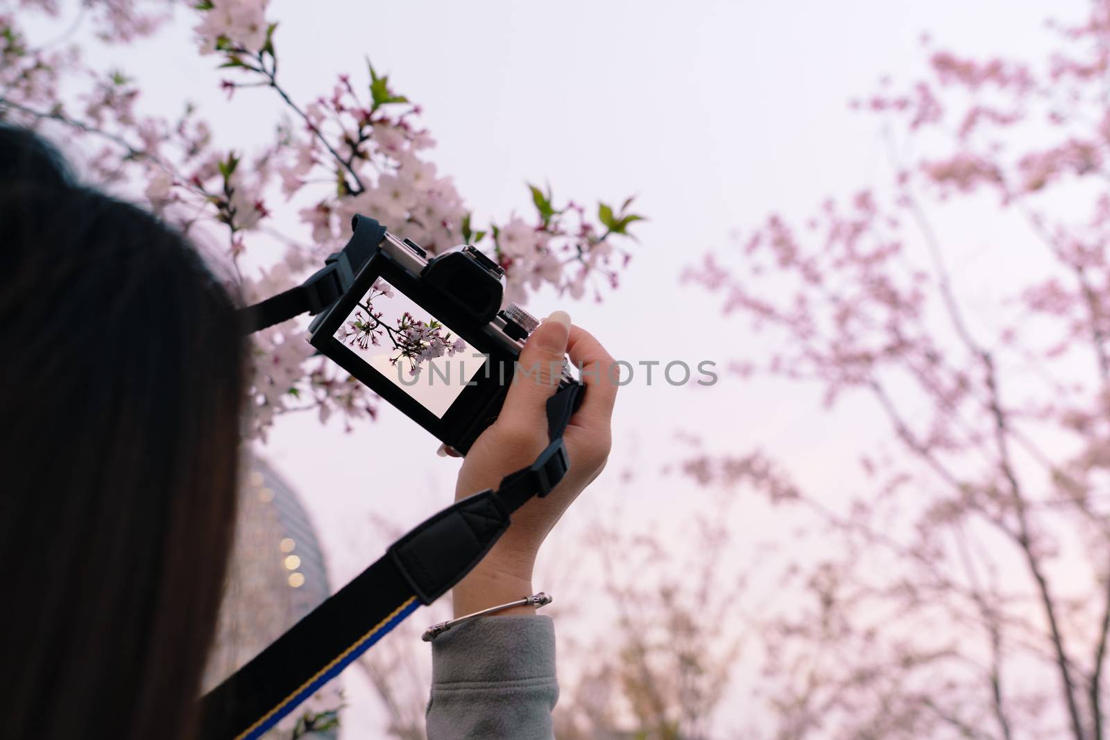 Beautiful cherry blossom sakura in spring time on woman hand holding DSLR camera