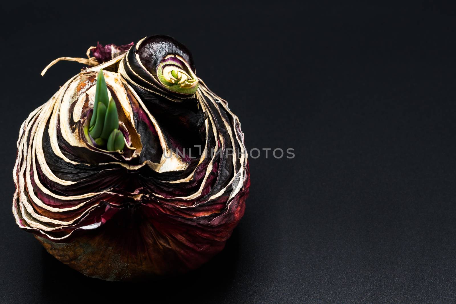 sapling of onion Shallot growing as New life, Organic Agriculture in Nature Concept - isolated