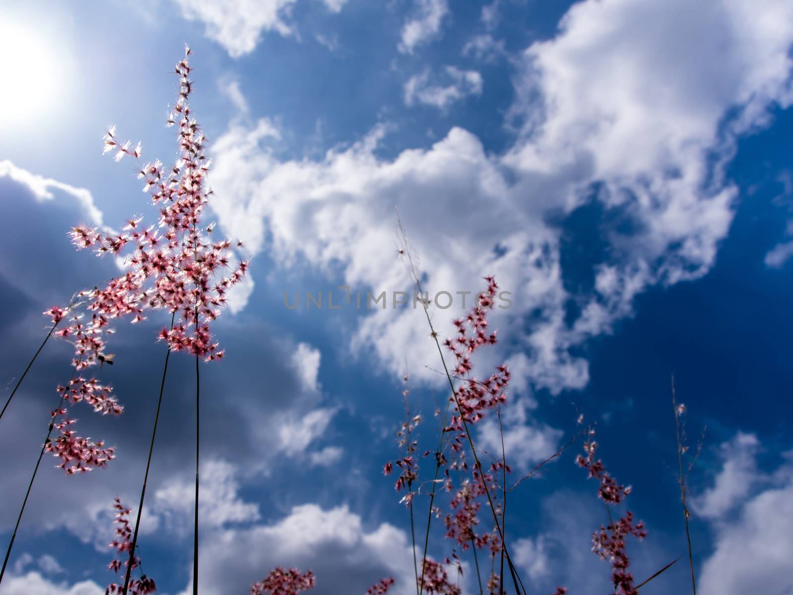 Flower of Natal redtop ruby grass in the bright sunlight and fluffy clouds in blue sky