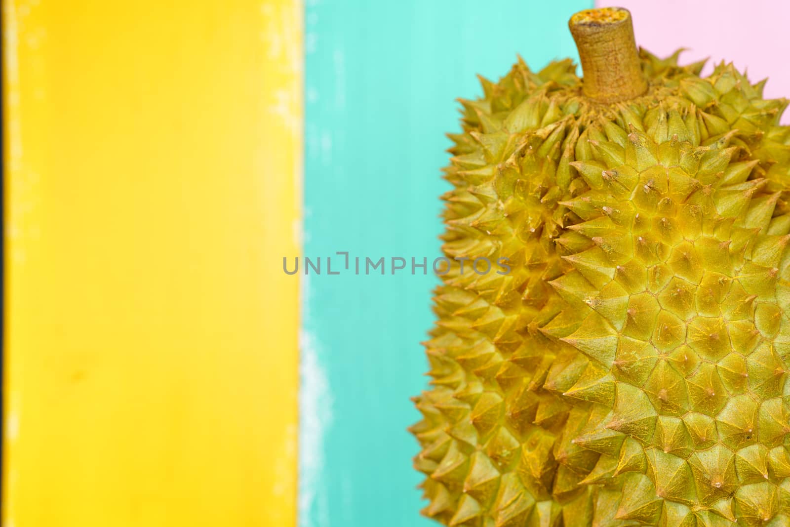 Fresh Cut Monthong Durian on colorful background,closeup view of Durian,Monthong Durian.Mon Thong.Beautiful Durian.Durian D158