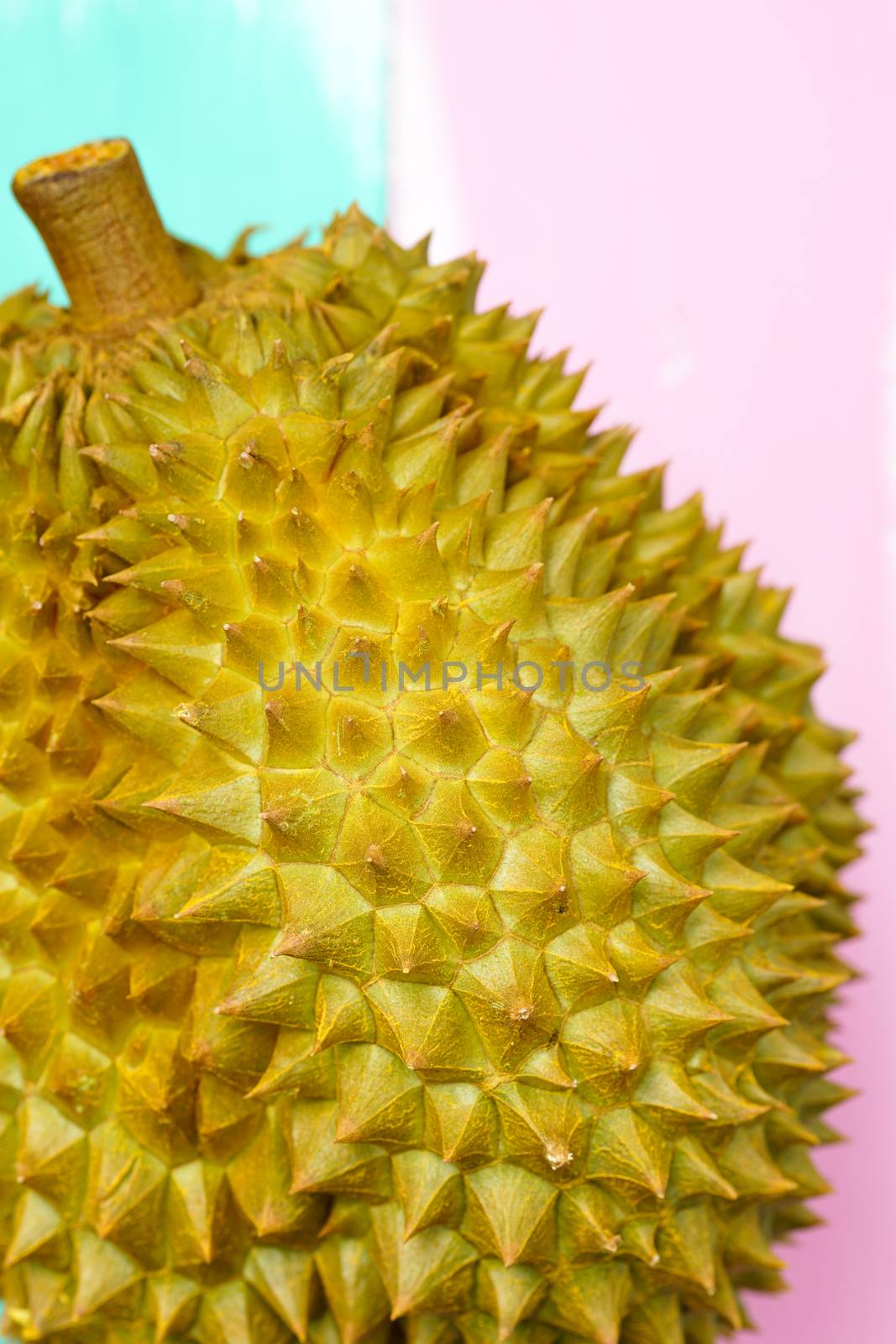 Fresh Cut Monthong Durian on colorful background,closeup view of by psodaz