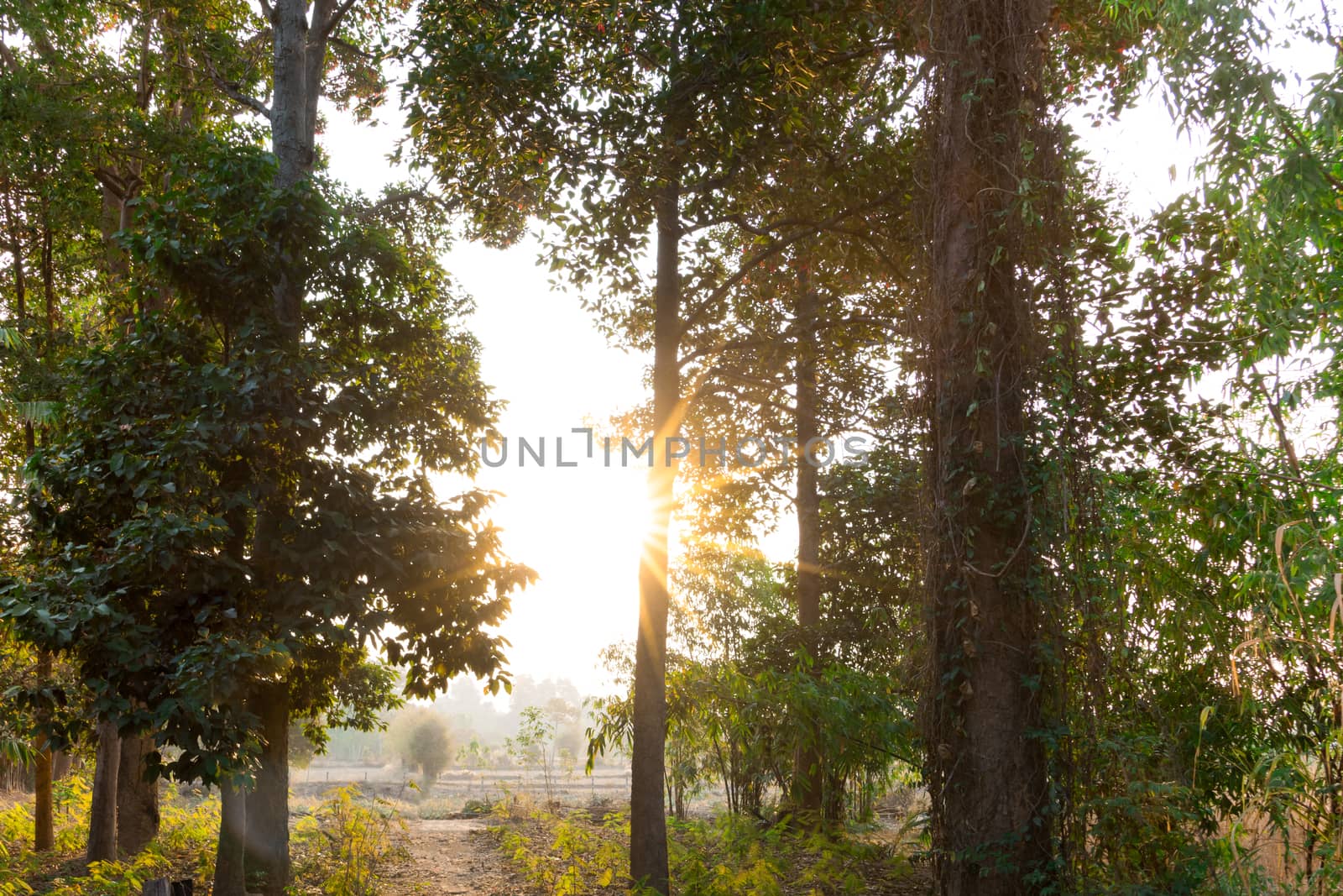morning sunrise on the field of Thailand rural