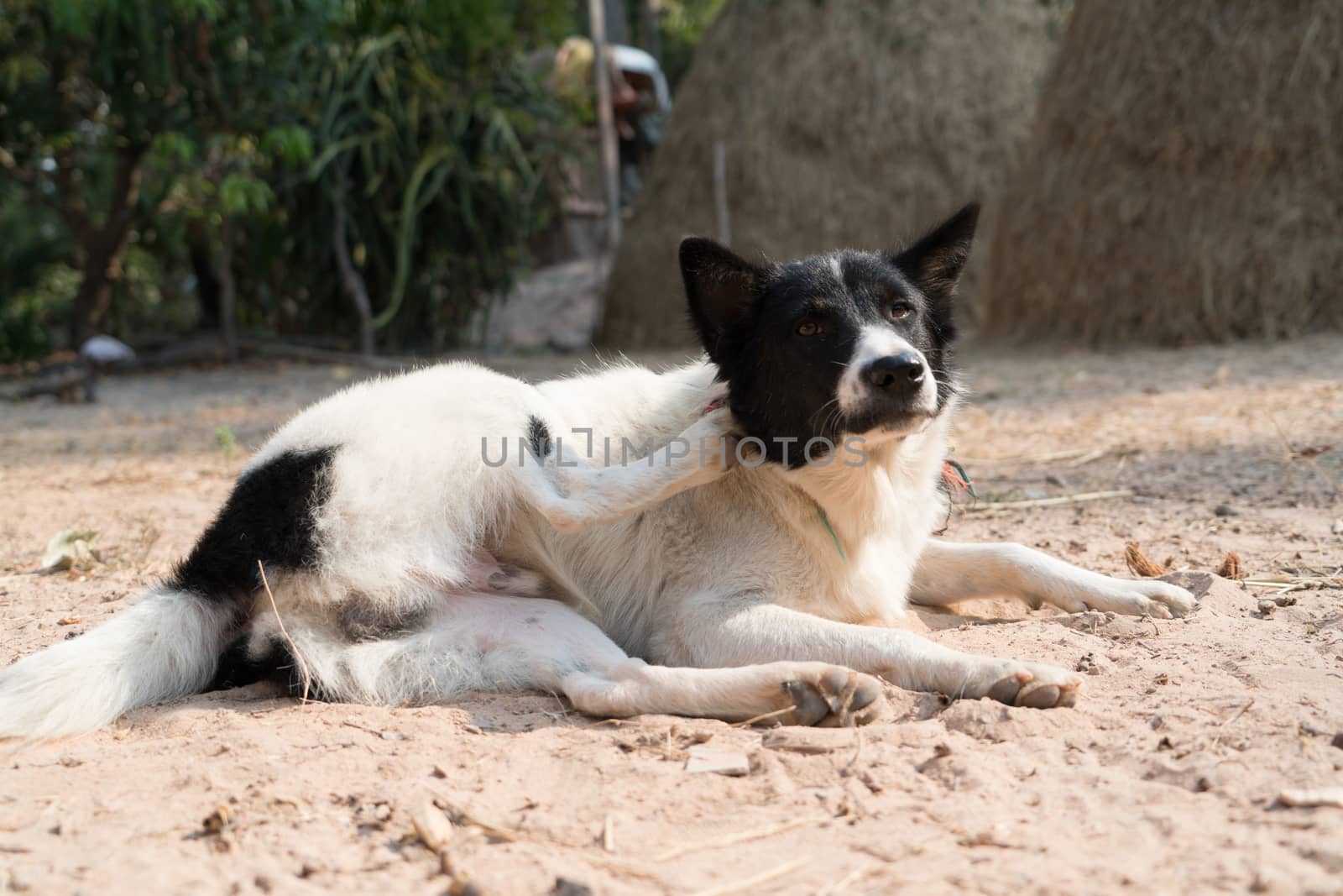 the local dog black and white laying down on the sand for exercise yoga