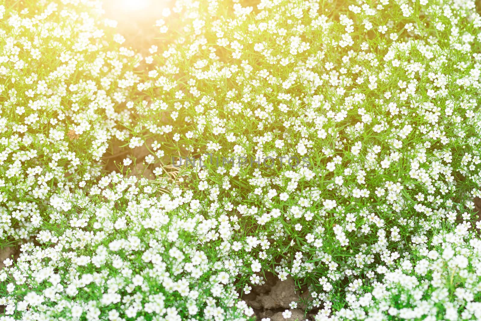 summer spring flower in the garden. field of meadow flower on the sunny day