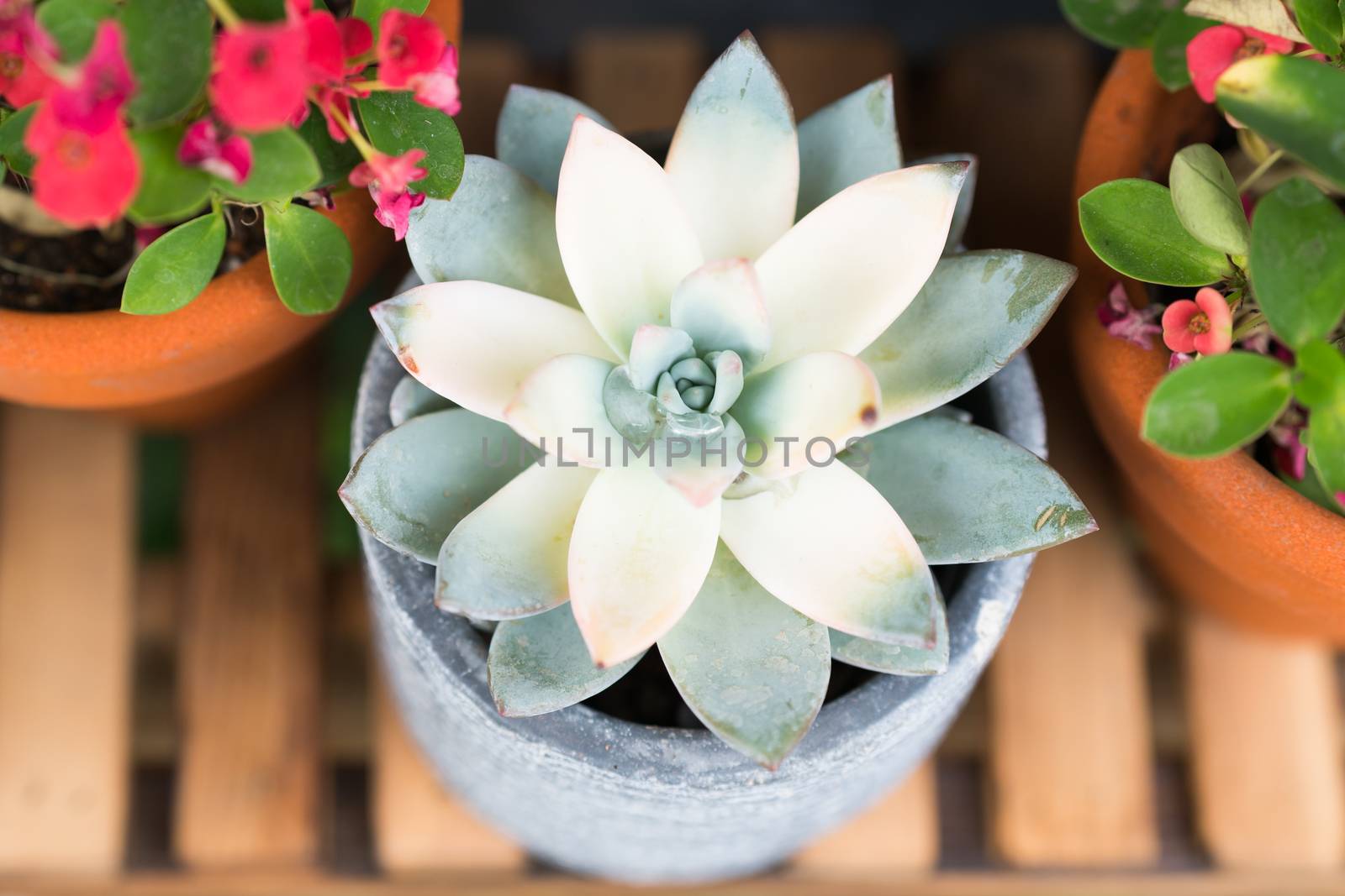 green cactus in the pot top view on the wooden table backgrounds. spring flower concept