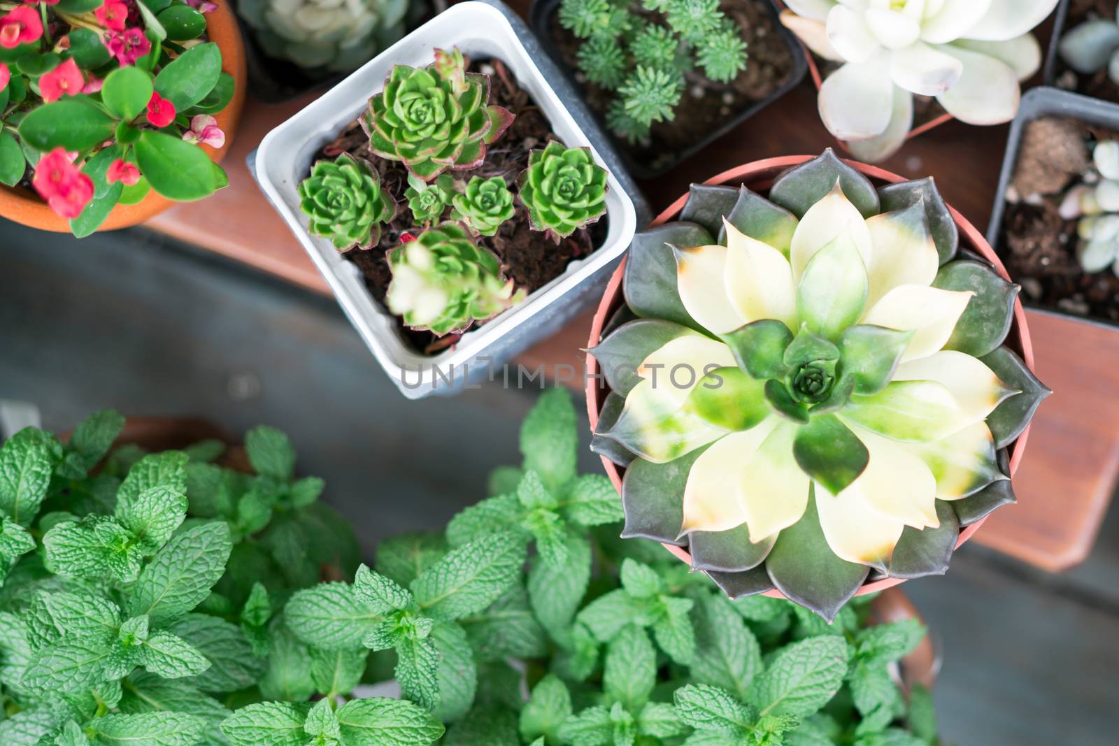 green cactus in the pot top view on the wooden table backgrounds. spring flower concept