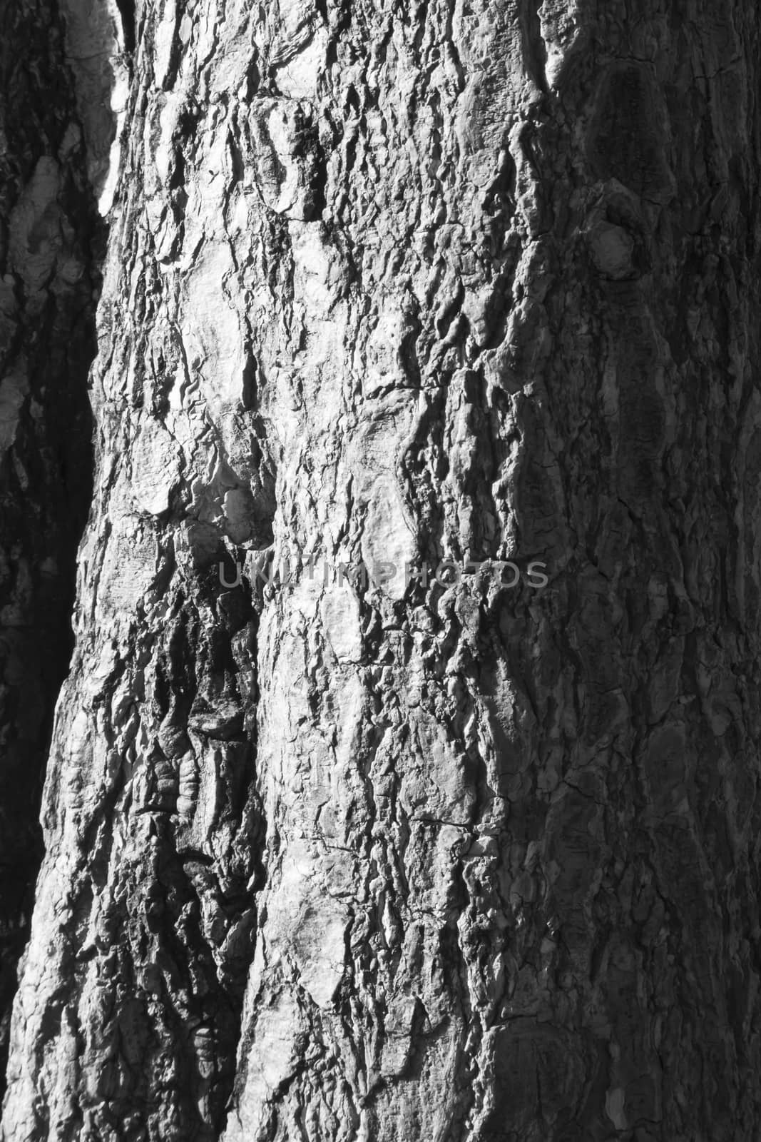 Close up to surface Texture of tree