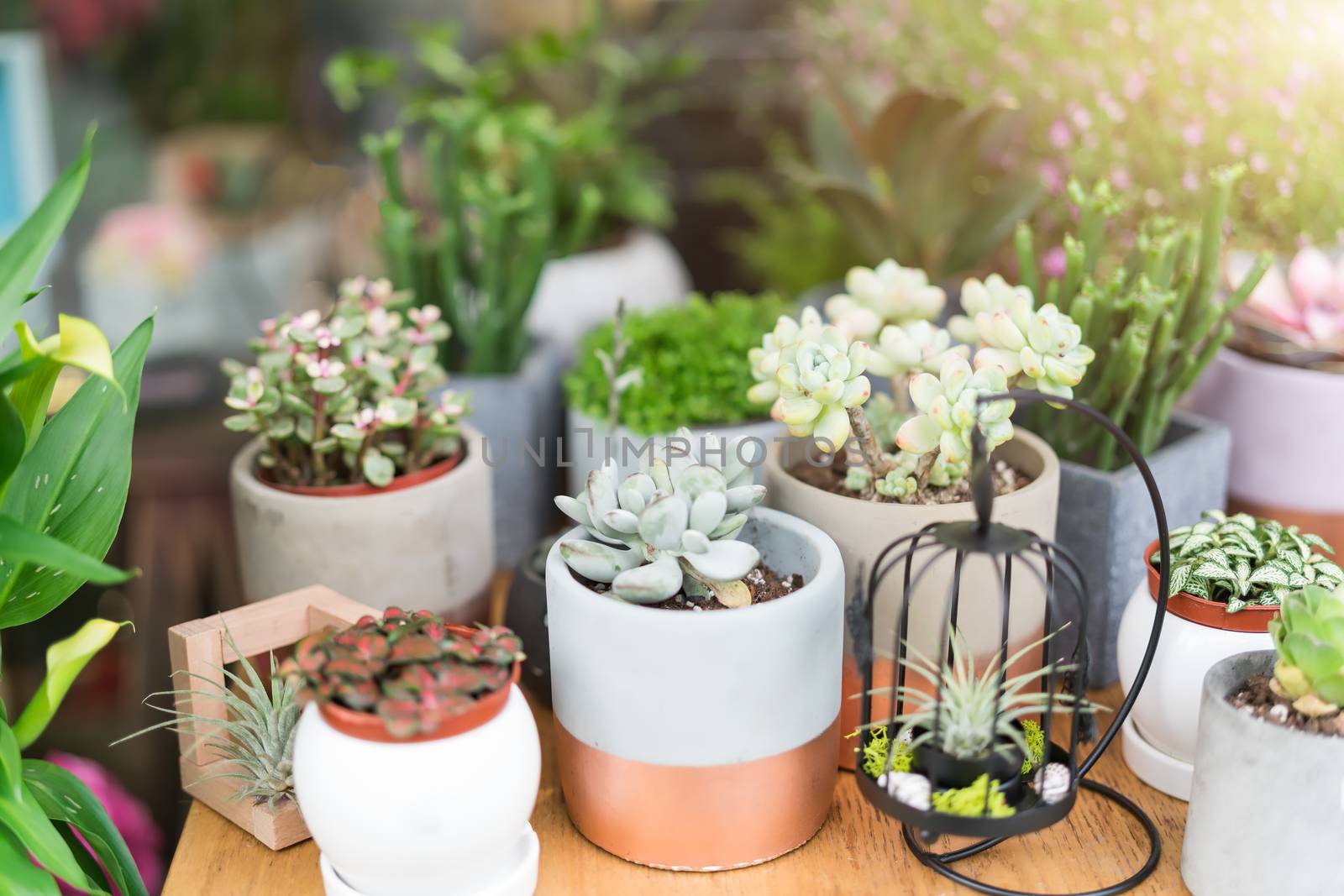 group of cactus in the pot on the wooden table backgrounds. spring flower concept
