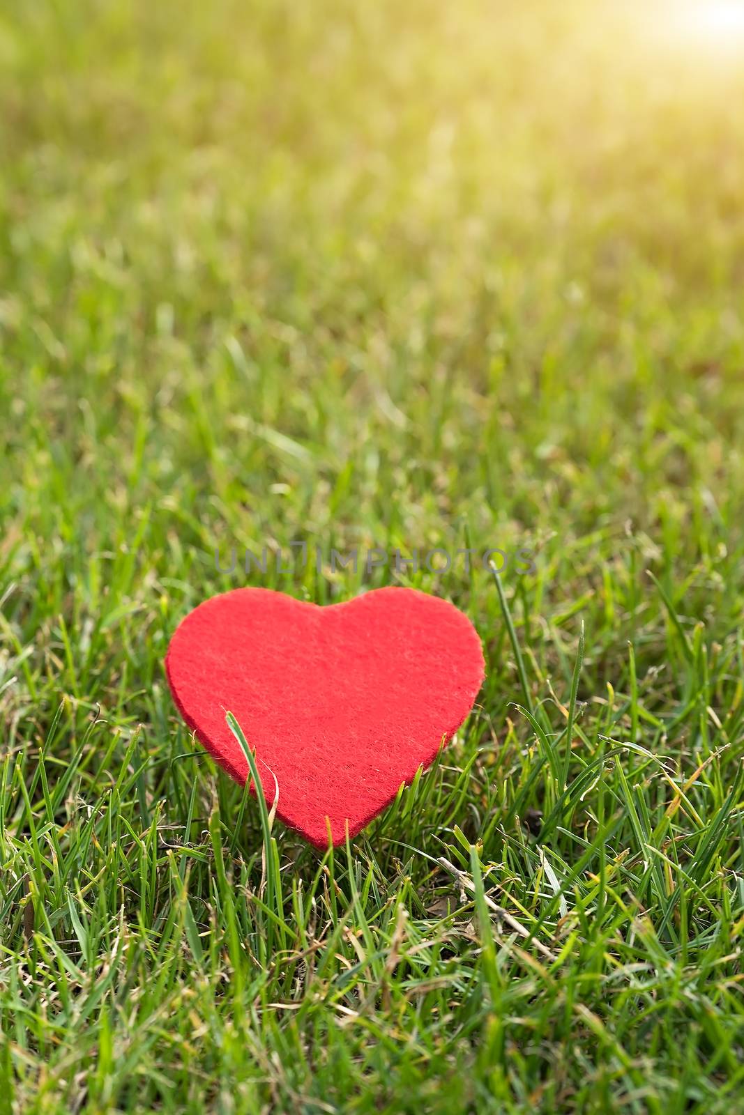 red heart on the green grass backgrounds with copy space