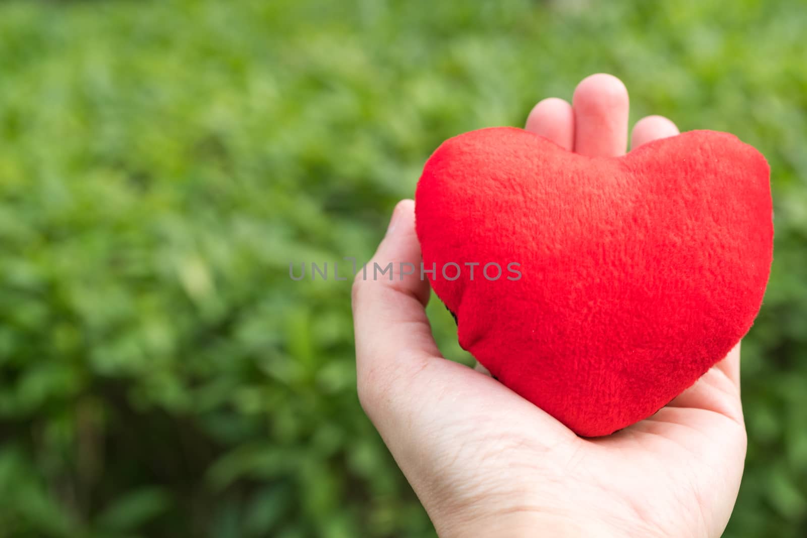 red heart in hand on the green grass backgrounds with copy space