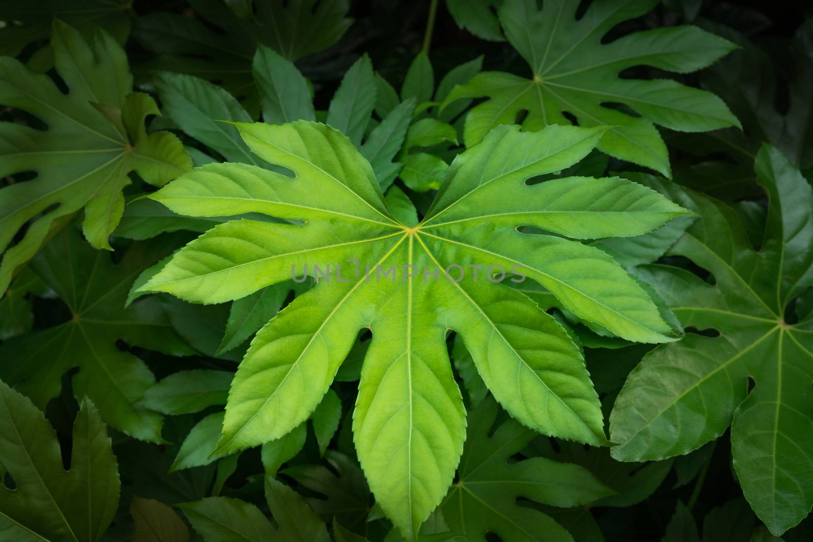 tropical nature green leaf texture background. Tropical forest and travel adventure concept.